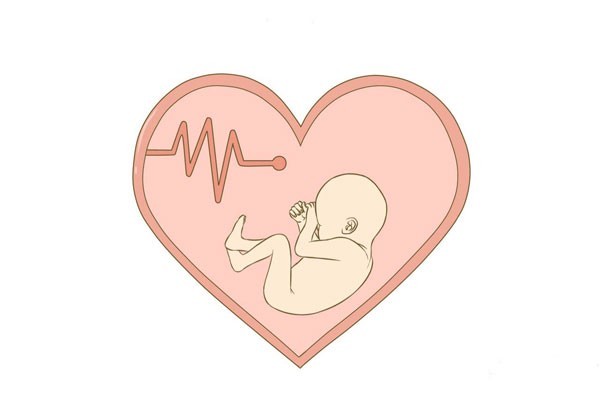 卵巢和子宫是生育器官，子宫内膜影响着试管婴