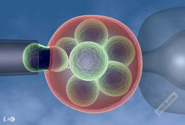 揭示提高试管婴儿胚胎移植后成功率的三个关键因素