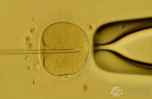 试管婴儿胚胎培养的全部过程是什么？
