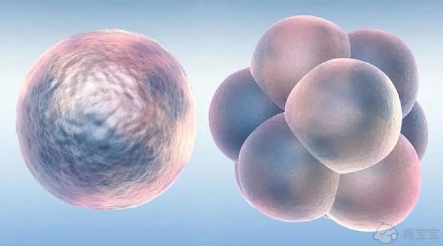 患有子宫肌瘤的人可以做试管婴儿吗？胚胎移植的成功率是多少